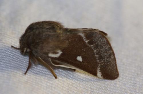 Eriogaster lanestris
